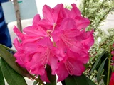 Rhododendron ‘Taiyo’