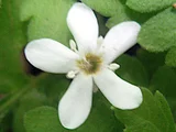 Ellisiophyllum pinnatum