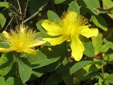 Hypericum calycinum