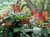 Odontonema cockineum