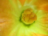 Zucchini
