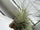 utriculata Pringlei