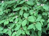 Callicarpa japonica