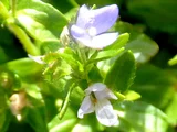 Nepeta subsessilis