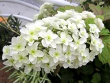 橡树叶绣球花