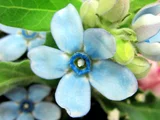 ルリトウワタ