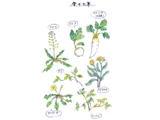 春草七种