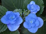 額紫陽花 'ポージーブーケ ララ'
