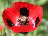 Ladybird Poppy