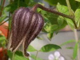 Clematis fusca