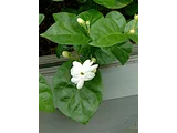 雙瓣茉莉