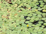 Nymphoides peltata