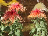 菊花 '彩胡光輪'