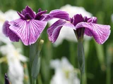 Japanese Iris 'Aoi-no-ue'