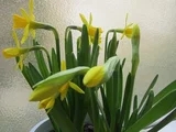 Narcissus
