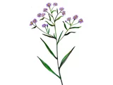European Sea Aster