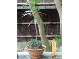 Ardisia japonica