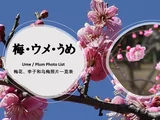 ウメ