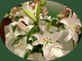 Oriental Lily Marco Polo
