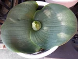 Massonia longipes