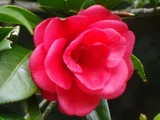 山茶花 '南蛮星'