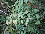 关屋的长管香茶菜