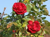 Rose 'Niccolo Paganini'