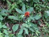Jack in the pulpit