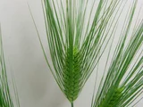 大麦