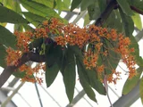 Ashoka tree