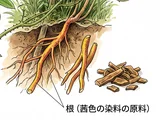 アカネ