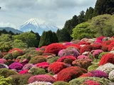 ツツジ