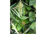 深山薹草