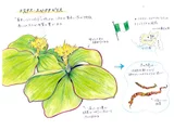 Spiralis ginger