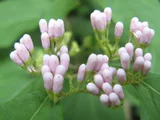 Callicarpa japonica