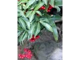 Ardisia crenata