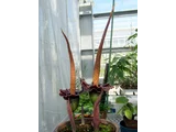 Amorphophallus johnsonii