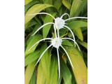 スパイダーリリー
