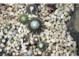 センペルビブム・アラクノイデウム