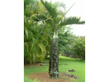 bottle Palm