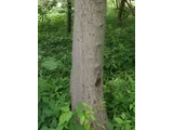 クマノミズキ