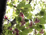 フゲンゾウ