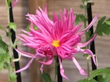 菊 "江户菊 新秋之红”