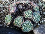 エケベリア・セクンダ | Echeveria secunda | かぎけん花図鑑