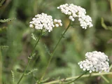 Achillea millefolium