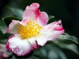 山茶花 '揚羽の蝶'