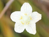 梅花草