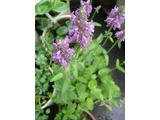 Betonica officinalis