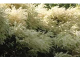 米槠