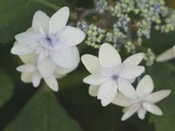 山紫陽花 '菊咲七段花'